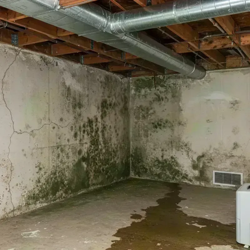 Professional Mold Removal in Odin, IL